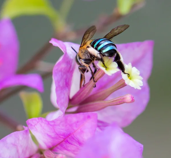 Insecto volando a flor — Foto de Stock