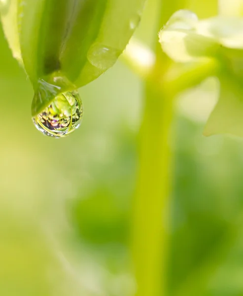 Water droplet — Stock Photo, Image