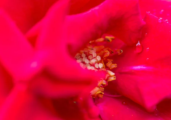 Vlinder aan bloem — Stockfoto