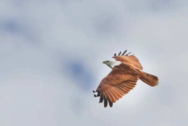 Soaring eagle — Stock Photo, Image