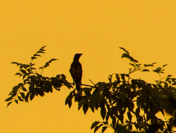 Birds perching at a tree — Stock Photo, Image