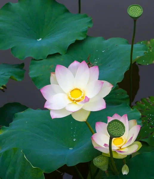Witte lotus — Stockfoto