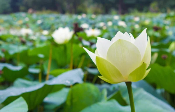 Water lily vijver — Stockfoto