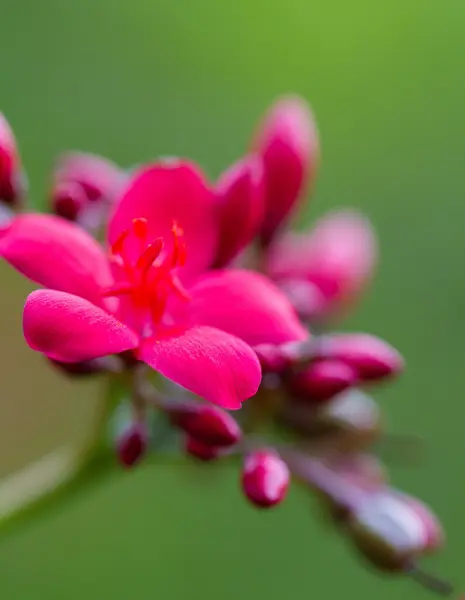 Flor roja sobre fondo verde —  Fotos de Stock