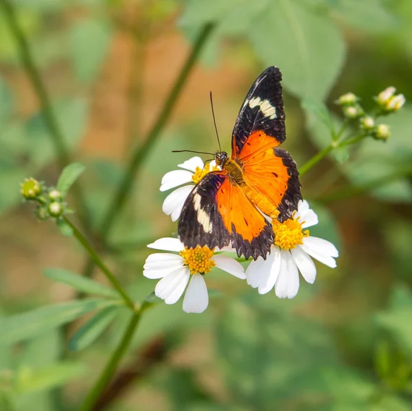 Farfalla sul fiore — Foto Stock