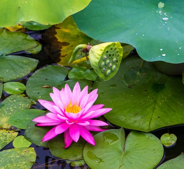 Roze water lily — Stockfoto