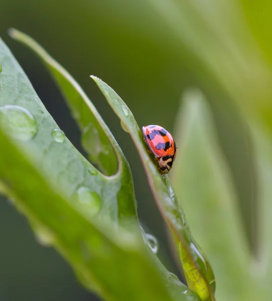 Ladybug after rain — Stock Photo, Image