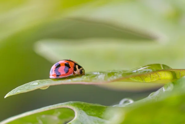 Ladybug after rain — Stock Photo, Image