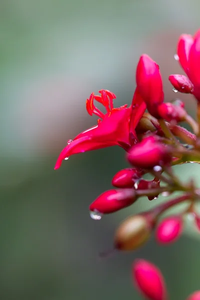 Flor vermelha no fundo verde Imagens Royalty-Free