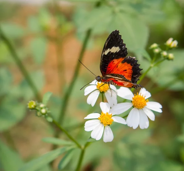 Farfalla sulla margherita — Foto Stock