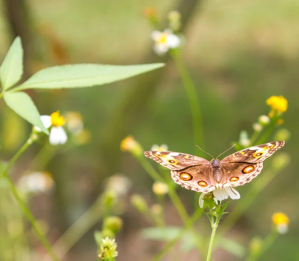 Farfalla sul fiore — Foto Stock