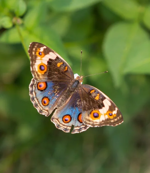 Butterfly farm — Stock Photo, Image