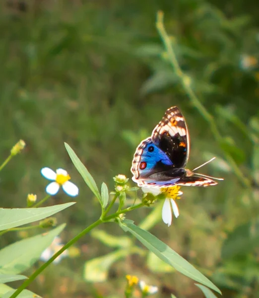 Fattoria delle farfalle — Foto Stock