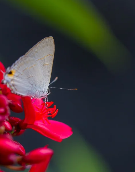 Butterfly on flower — Stock Photo, Image