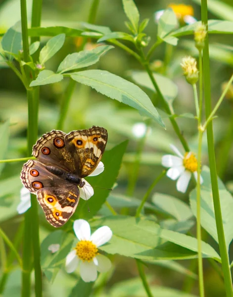 Fattoria delle farfalle — Foto Stock