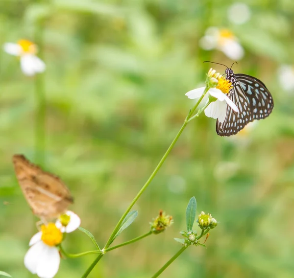 Fattoria delle farfalle — Foto Stock
