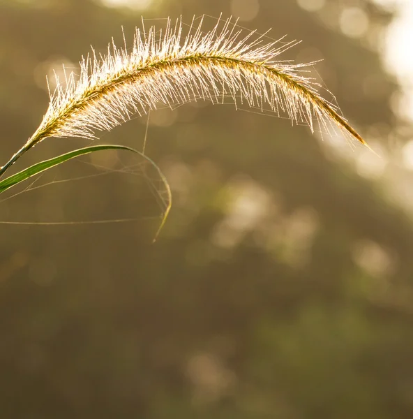 Wildes Gras Hintergrund — Stockfoto