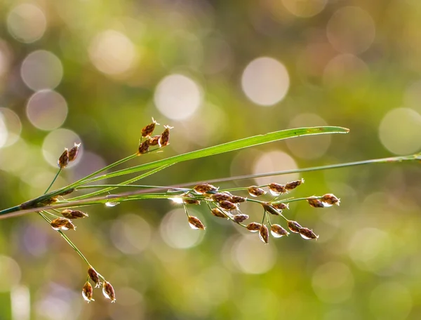 Wilde gras — Stockfoto