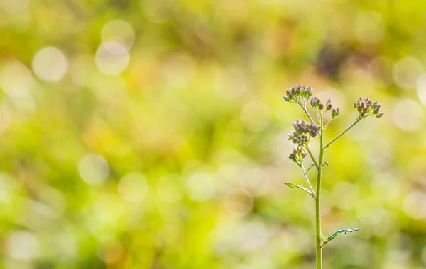 Wildblumen — Stockfoto