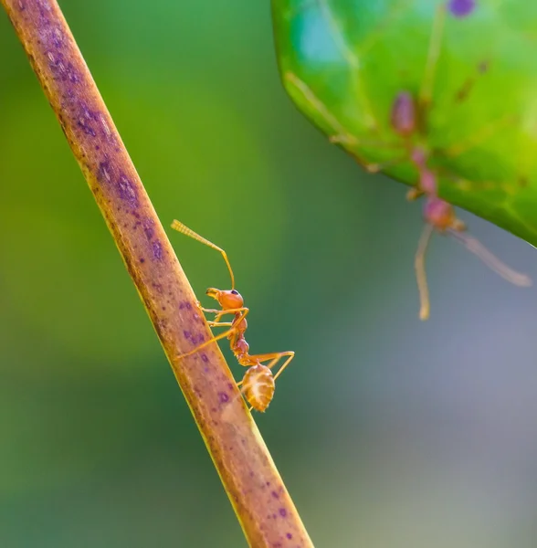 Formiga determinada — Fotografia de Stock