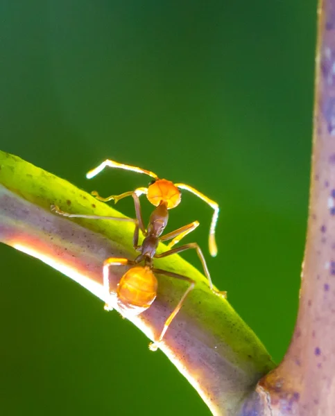 Determined ant — Stock Photo, Image