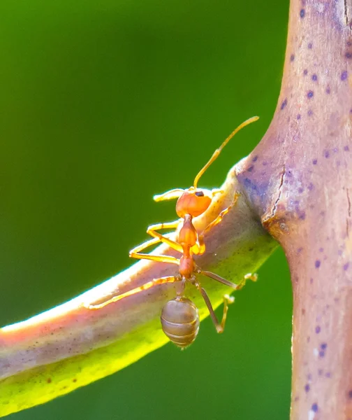 Determined ant — Stock Photo, Image