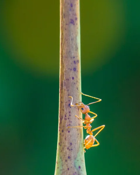 Determined ant — Stock Photo, Image
