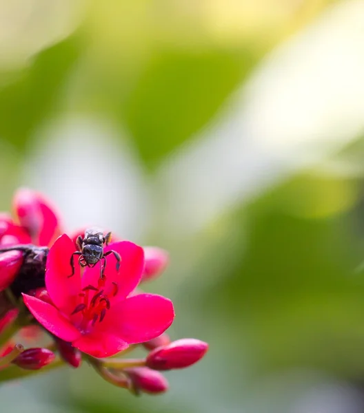 Flor e inseto — Fotografia de Stock