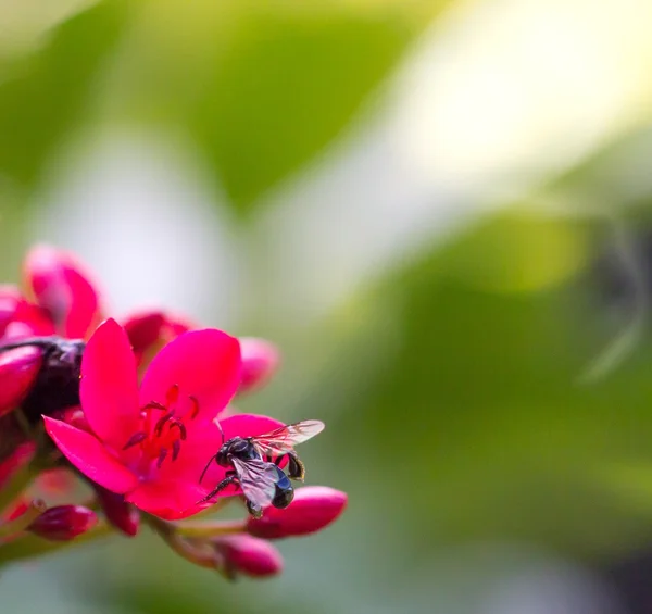 Květina a bug — Stock fotografie