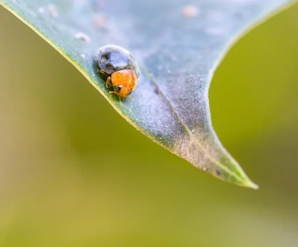 Lady bug — Stock Photo, Image