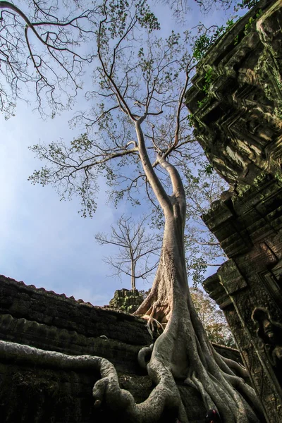 Ta Prohm — Fotografia de Stock