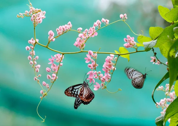 Butterfly Park — Stock Photo, Image