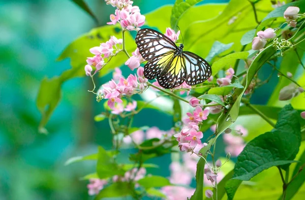 Butterfly Park — Stock Photo, Image