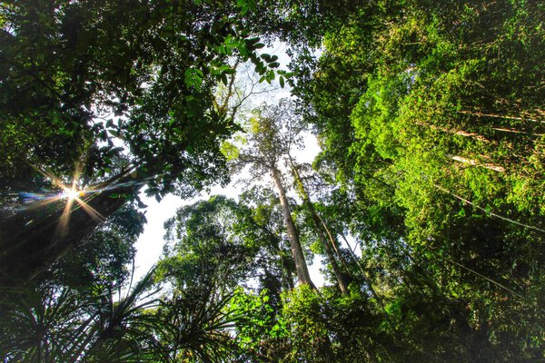 Тропические джунгли
