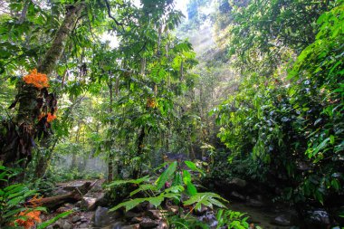 Tropikal Orman