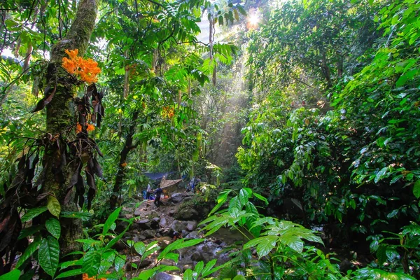 热带森林 — 图库照片