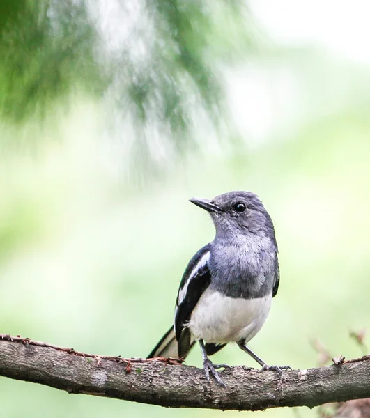 Orientální Straka robin — Stock fotografie