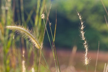 Setaria 