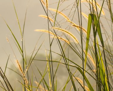 Setaria 