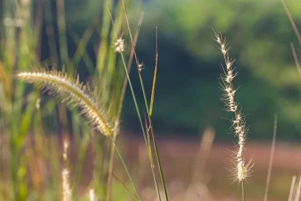 Setaria Stock Photo by ©sinseeho 72864453