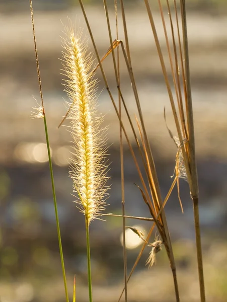 Setaria — Stockfoto