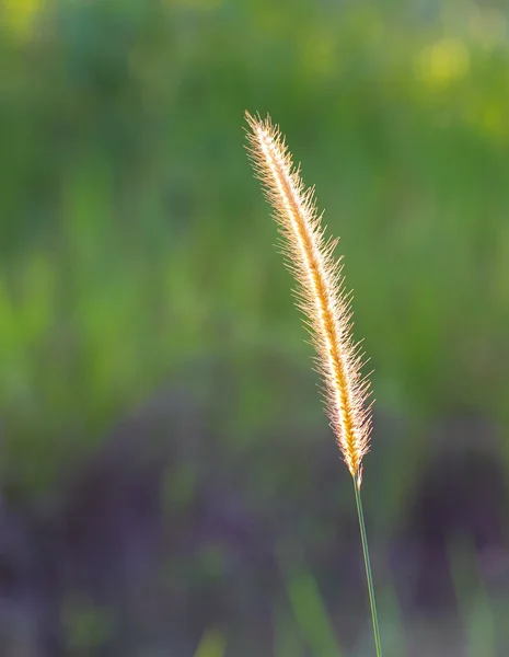 Setaria — Stockfoto