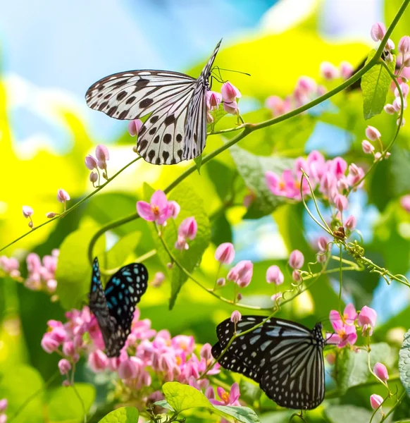 Colorful and beautiful butterflies — Stock Photo, Image