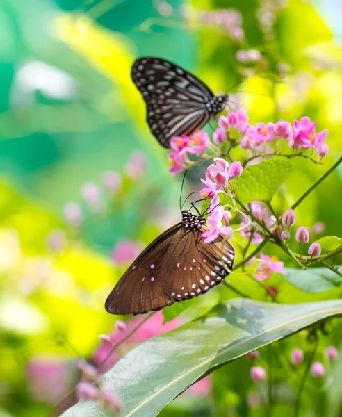 Colorful and beautiful butterflies — Stock Photo, Image