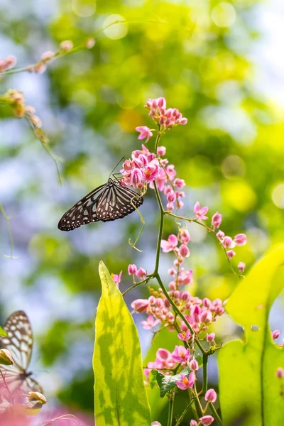 Colorful and beautiful butterflies — Stock Photo, Image