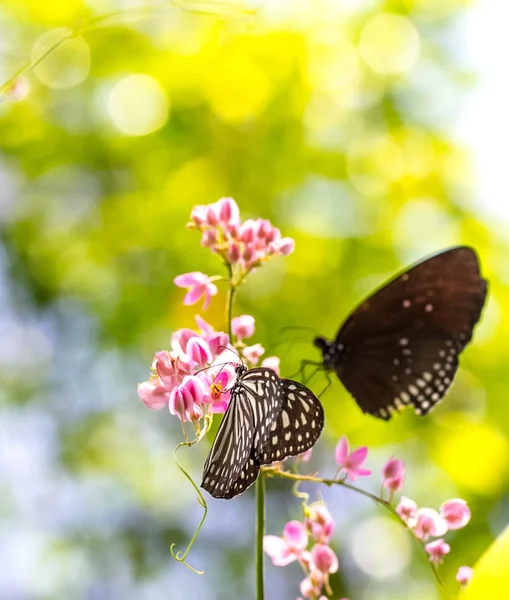 Bunte und schöne Schmetterlinge — Stockfoto