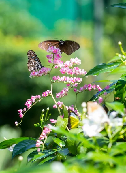 Schöne Schmetterlinge — Stockfoto