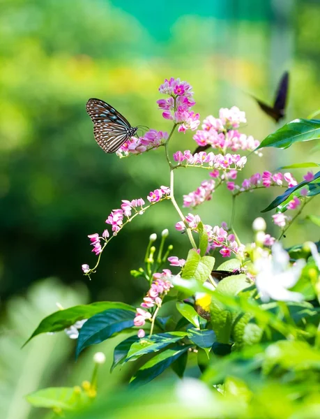 Schöne Schmetterlinge — Stockfoto