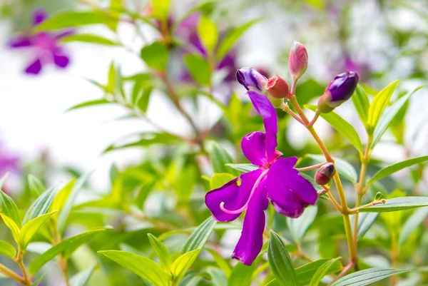 Tuin met paarse bloemen — Stockfoto