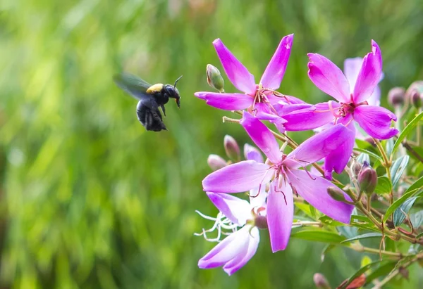 Vibrant flowers with bee flying — Stock Photo, Image